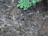 Wülfingerode 2 1417